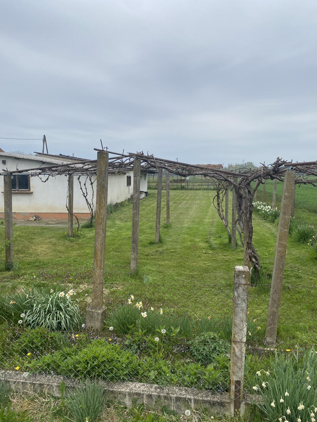 Starejša hiša z velikim zemljiščem in stavbno parcelo – Cven, Prlekija - Slika 8
