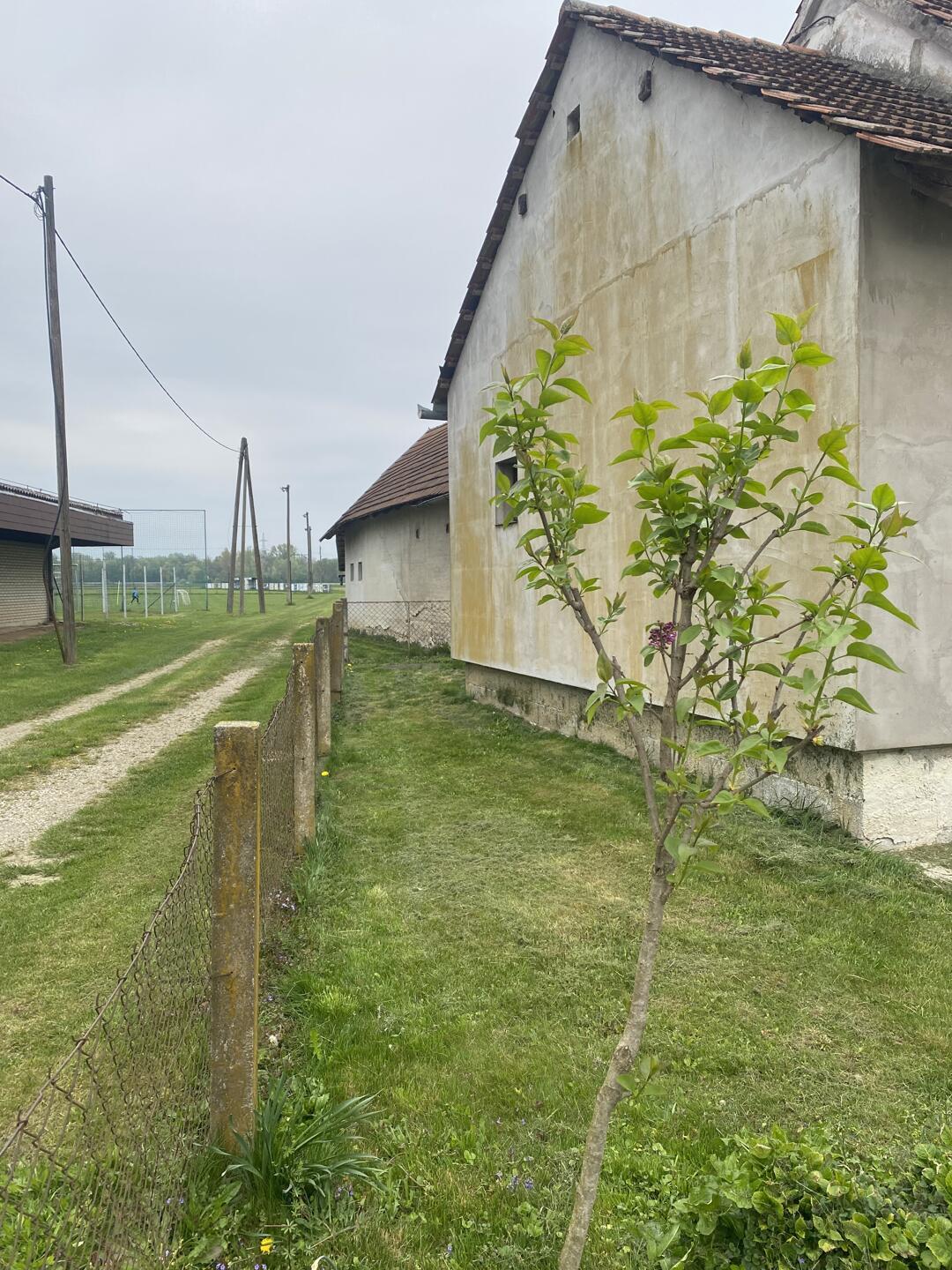 Starejša hiša z velikim zemljiščem in stavbno parcelo – Cven, Prlekija - Slika 2